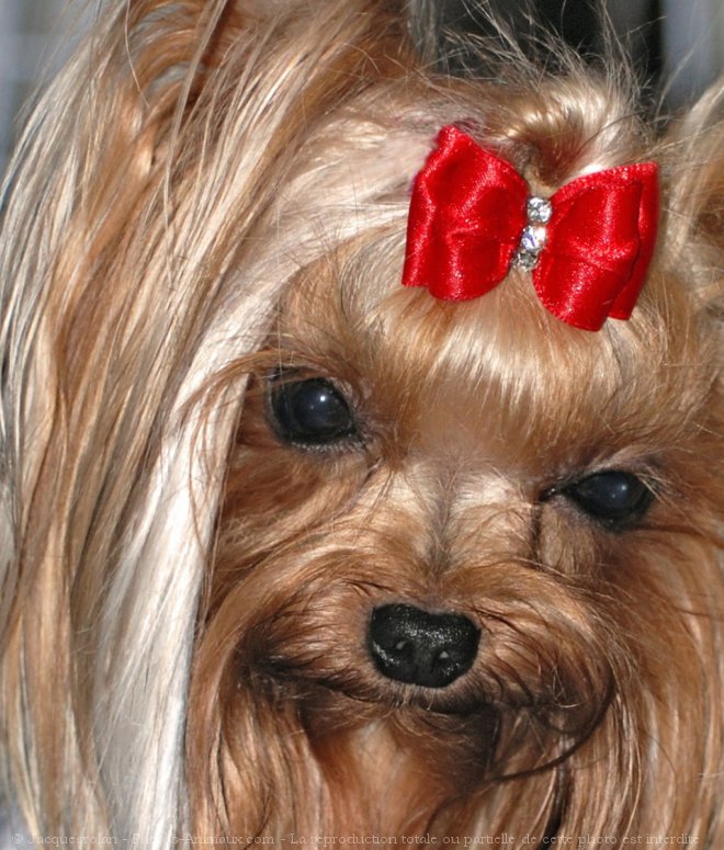 Photo de Yorkshire terrier