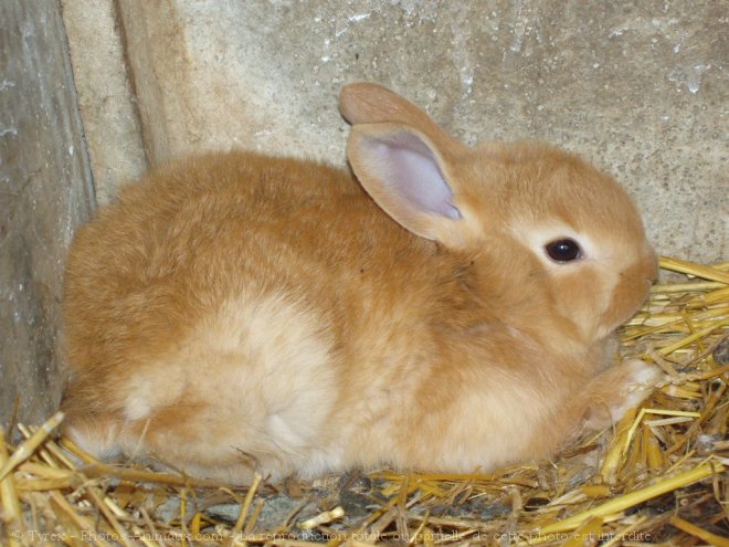 Photo de Lapin