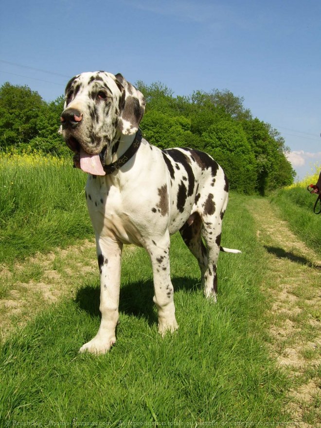 Photo de Dogue allemand