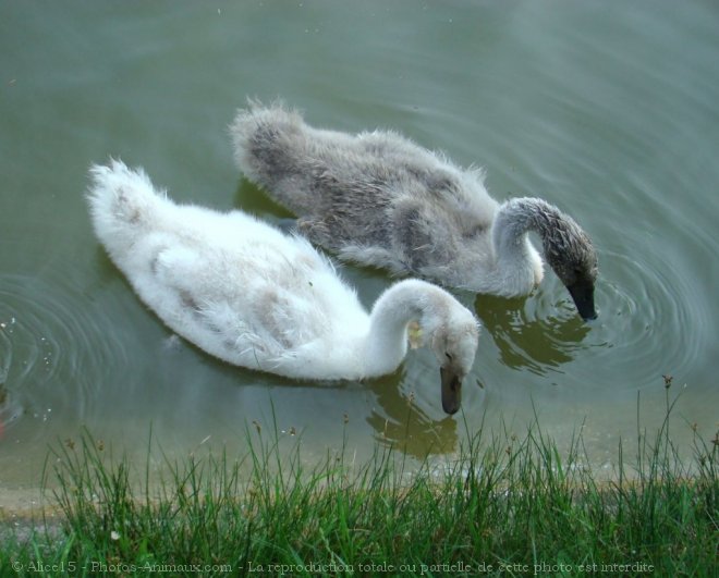 Photo de Cygne