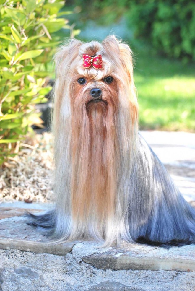 Photo de Yorkshire terrier