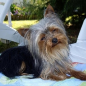 Photo de Yorkshire terrier