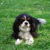 Photo de Cavalier king charles spaniel