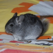 Photo de Chinchilla