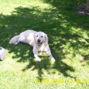 Photo de Golden retriever