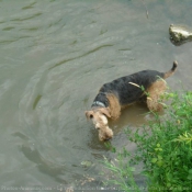 Photo d'Airedale terrier