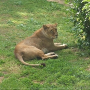 Photo de Lion