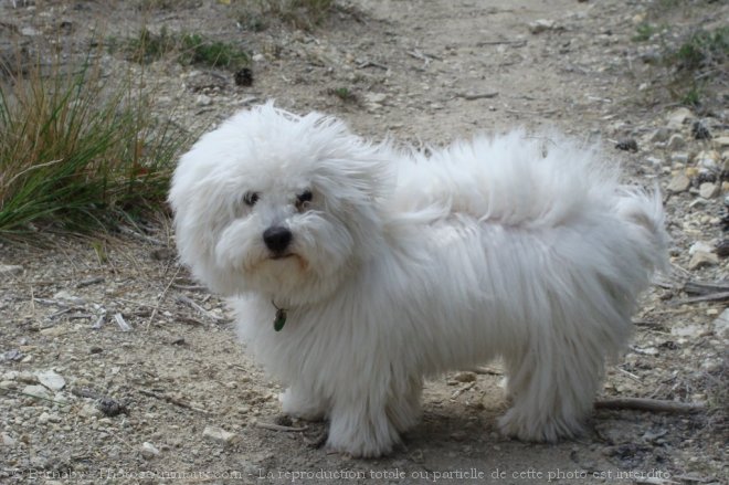 Photo de Coton de tulear