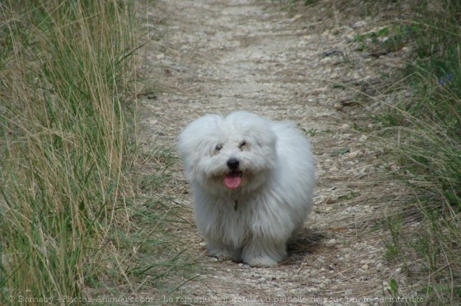 Photo de Coton de tulear