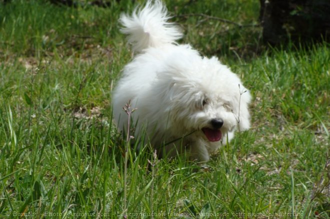 Photo de Coton de tulear