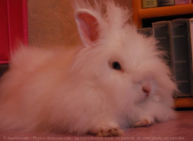 Photo de Lapin