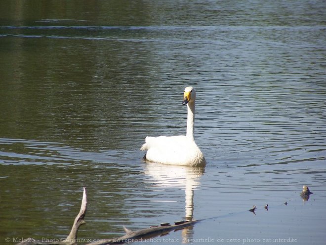 Photo de Cygne