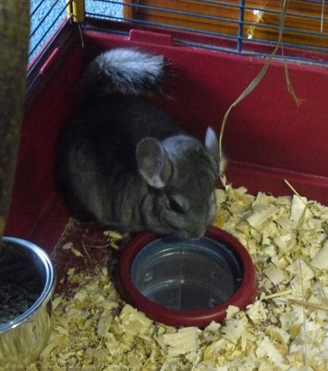 Photo de Chinchilla