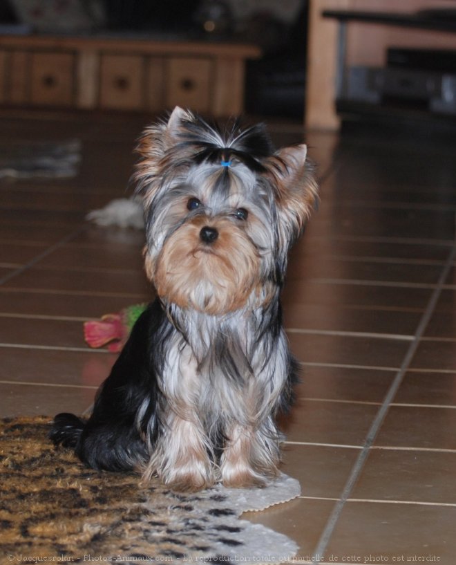 Photo de Yorkshire terrier