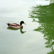 Photo de Canard