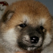 Photo d'Akita inu