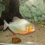 Photo de Poisson - piranha