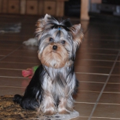 Photo de Yorkshire terrier