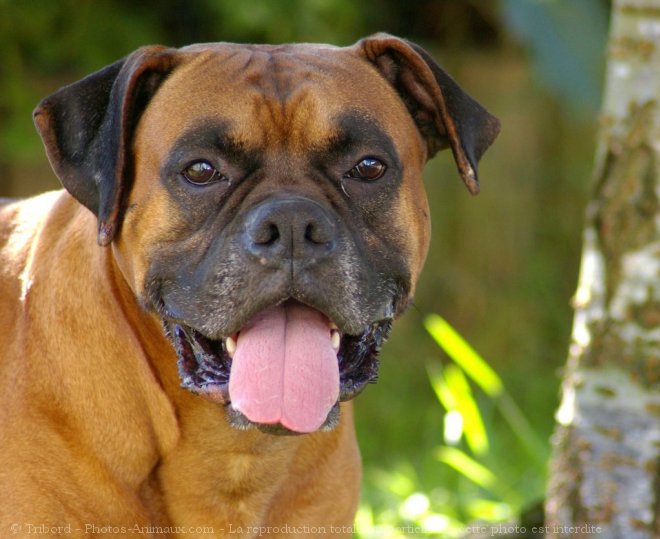 Photo de Boxer