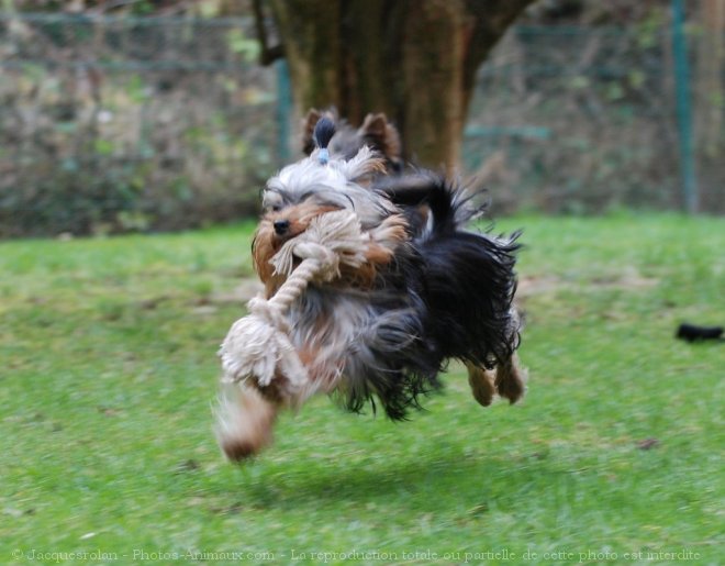 Photo de Yorkshire terrier