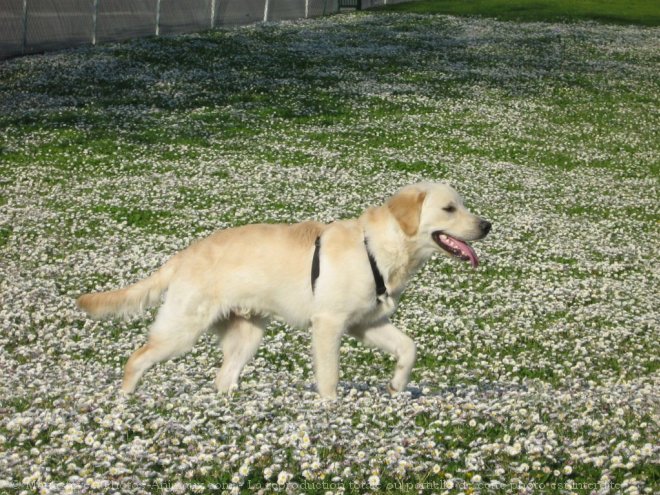 Photo de Golden retriever