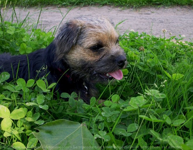 Photo de Border terrier