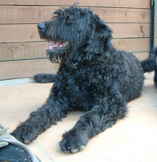 Photo de Bouvier des flandres