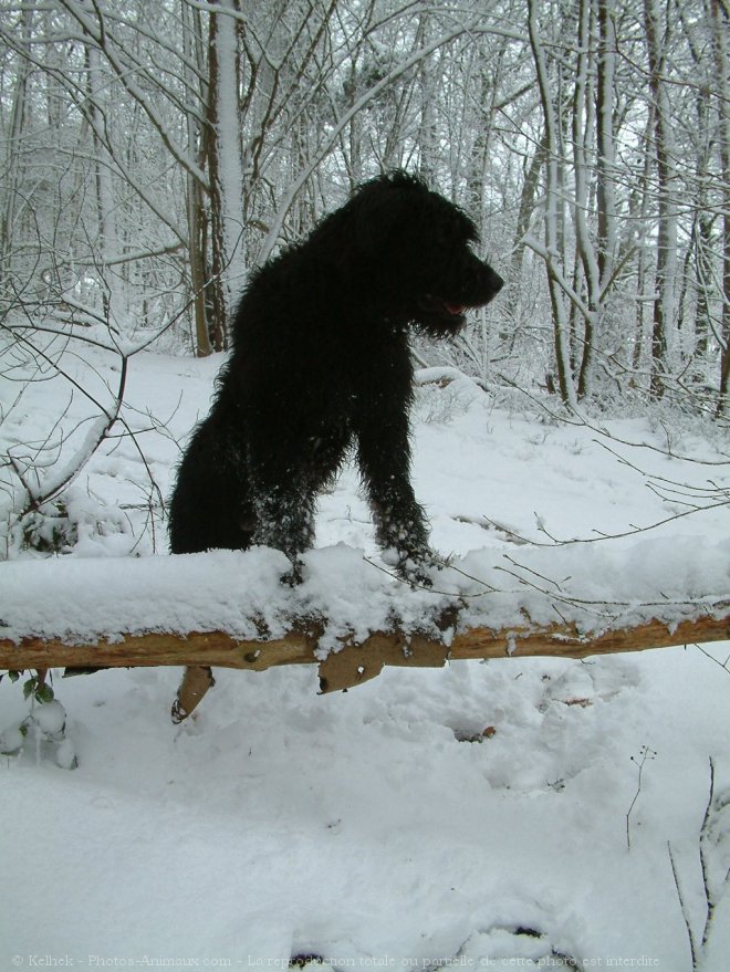 Photo de Bouvier des flandres