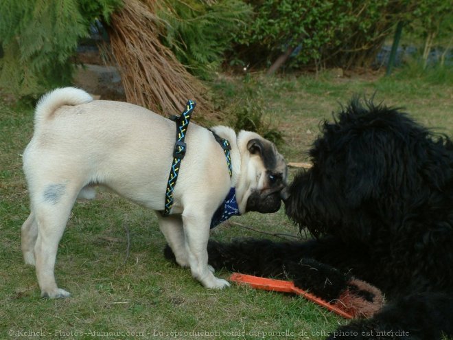 Photo de Races diffrentes