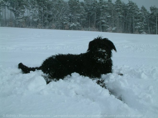 Photo de Bouvier des flandres