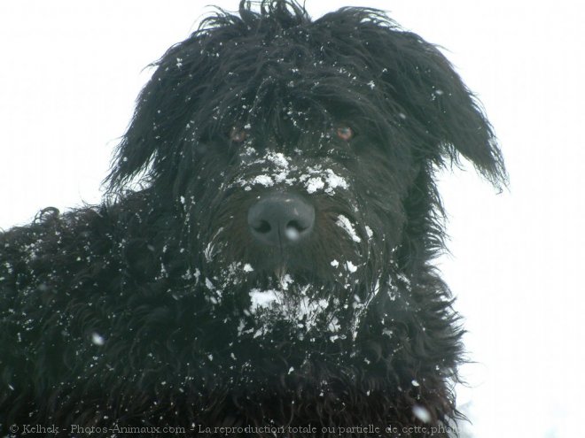 Photo de Bouvier des flandres