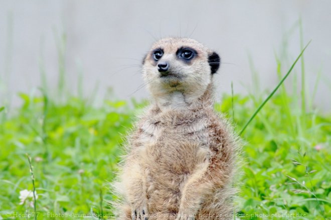 Photo de Suricate