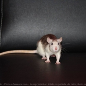 Photo de Rat