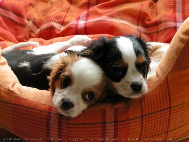 Photo de Cavalier king charles spaniel