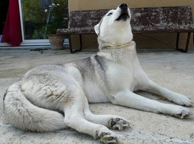 Photo de Husky siberien