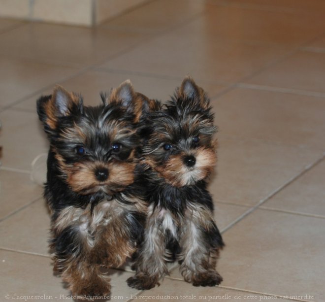 Photo de Yorkshire terrier