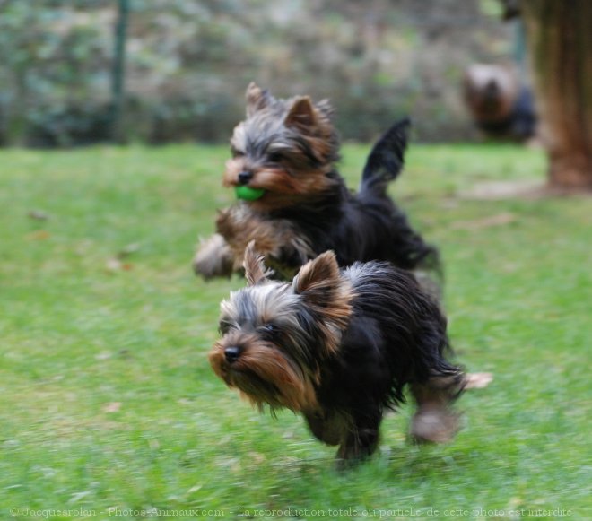 Photo de Yorkshire terrier