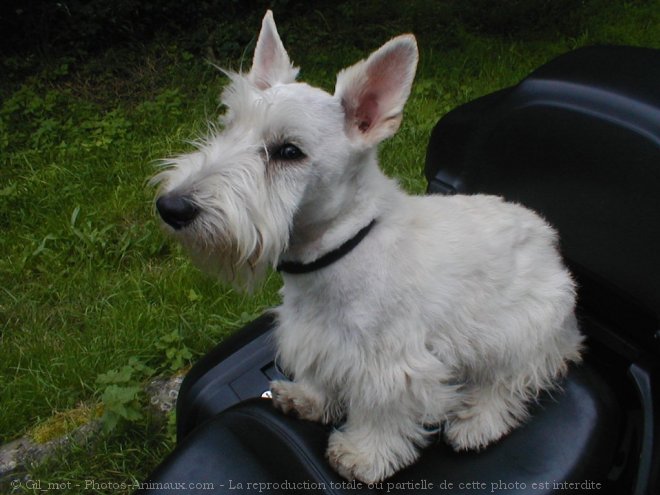 Photo de Scottish terrier