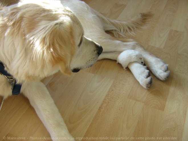 Photo de Golden retriever