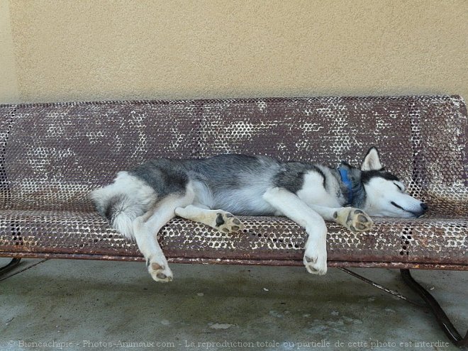 Photo de Husky siberien