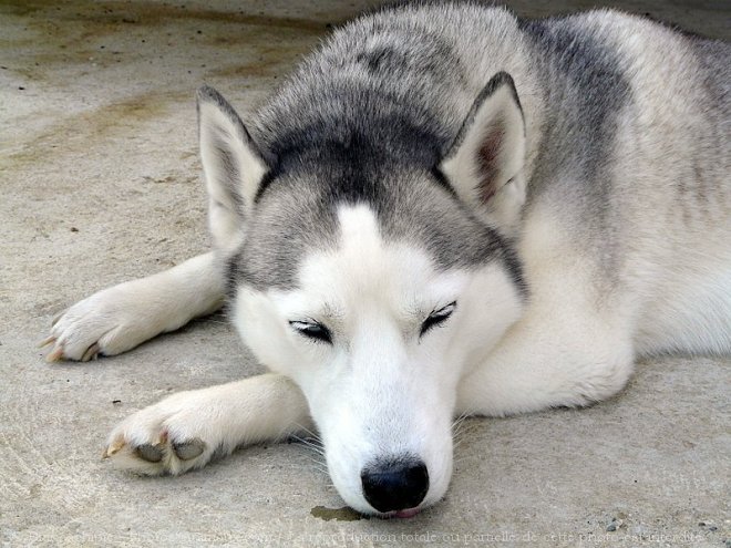 Photo de Husky siberien