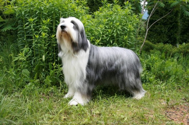 Photo de Bearded collie