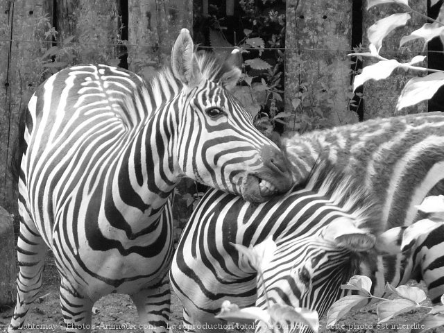 Photo de Zebre