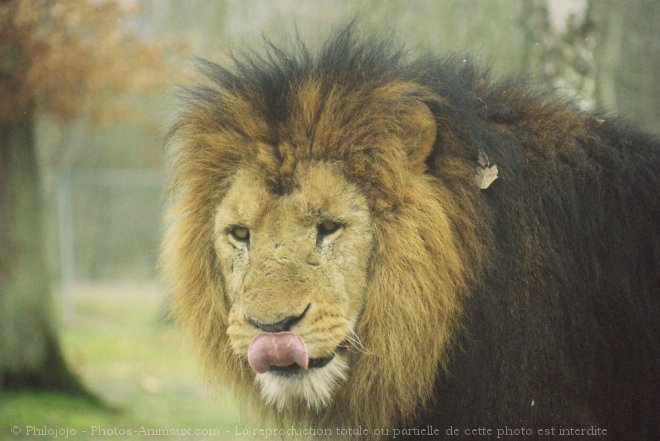 Photo de Lion