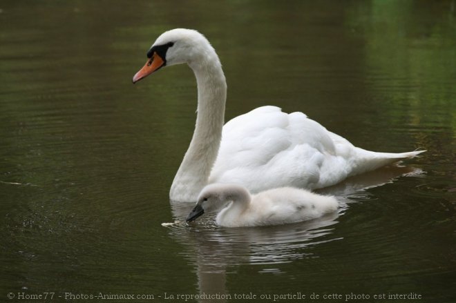 Photo de Cygne