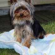 Photo de Yorkshire terrier