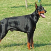 Photo de Dobermann