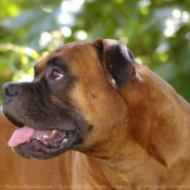 Photo de Boxer