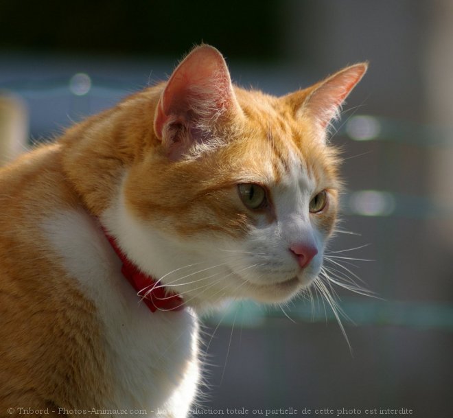 Photo de Chat domestique