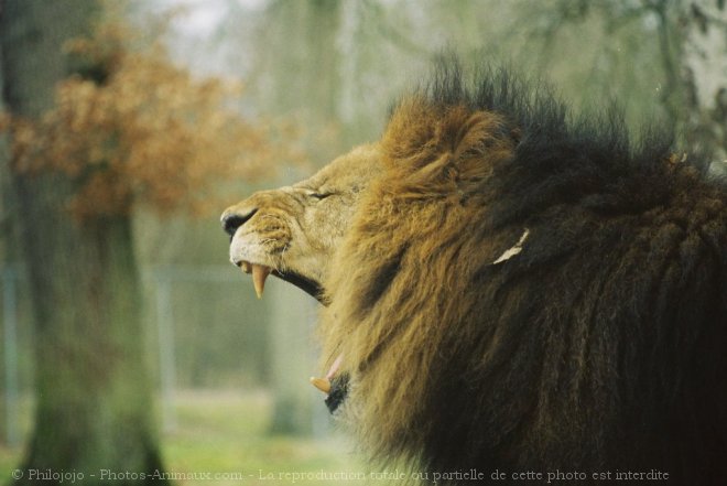 Photo de Lion